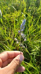 Camassia angusta