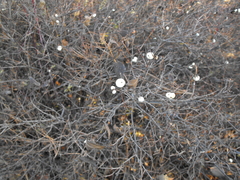 Symphoricarpos albus