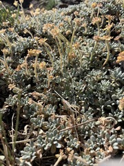 Eriogonum caespitosum