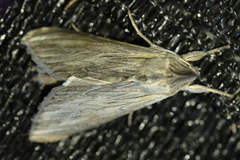 Cucullia umbratica