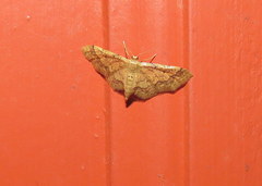 Idaea celtima