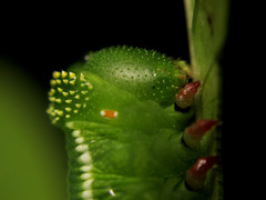 Cephonodes hylas