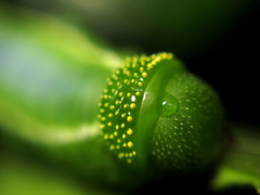 Cephonodes hylas