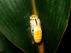 Bibasis gomata