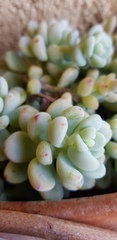 Sedum allantoides