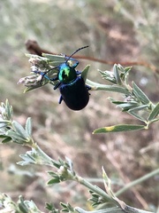 Chrysochares asiaticus
