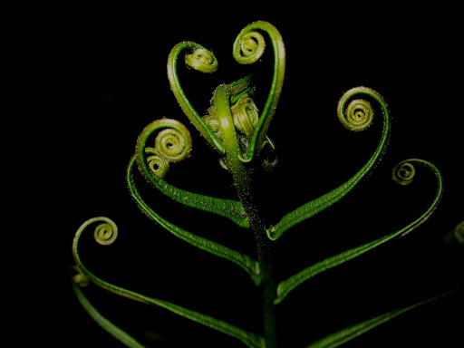 Pteridoideae