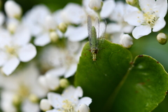 Hypochrysa elegans