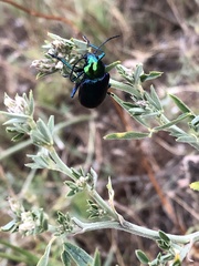 Chrysochares asiaticus