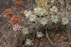 Aeonium gorgoneum image
