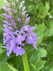 Dactylorhiza × grandis