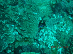 Pseudochromis dutoiti