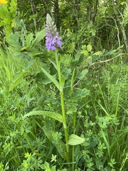 Dactylorhiza × grandis