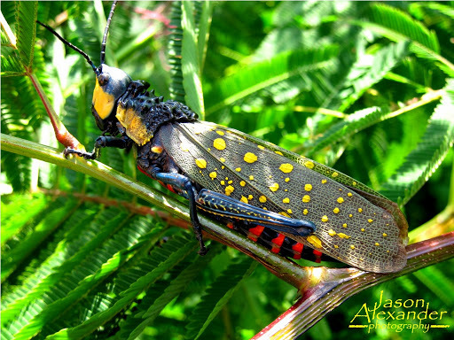 Spotted Locust