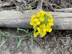 Erysimum perenne