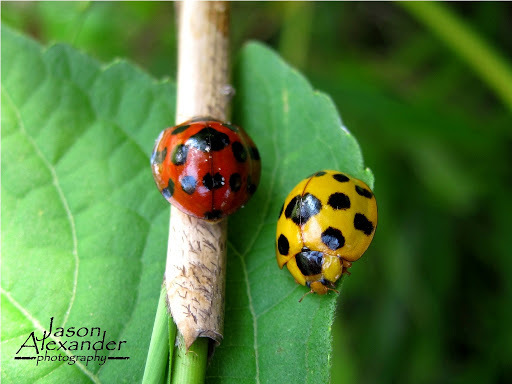 Giant Bamboo Ladybird