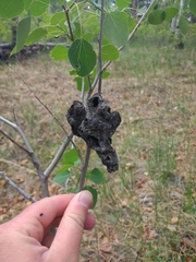 Pachypappa sacculi