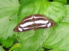 Limenitidinae