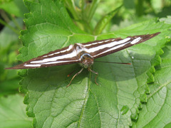Limenitidinae