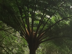 Cyatheales