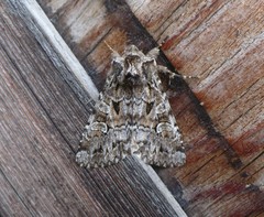 Pachetra sagittigera