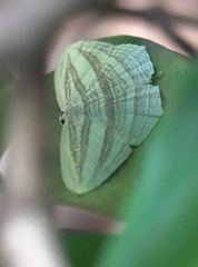 Acropteris rectinervata