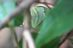 Acropteris rectinervata