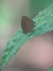 Arhopala pseudomuta