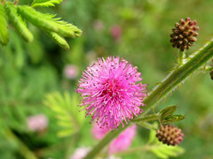 Mimosa diplotricha