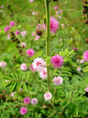 Mimosa diplotricha