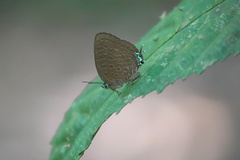 Arhopala pseudomuta