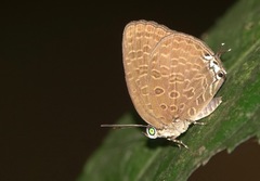 Arhopala pseudomuta