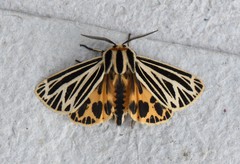 Apantesis virguncula