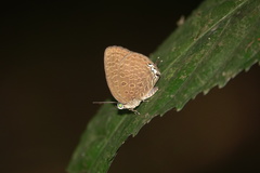 Arhopala pseudomuta