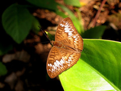 Adoliadini