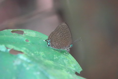 Arhopala pseudomuta