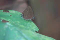 Arhopala pseudomuta