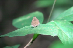 Arhopala pseudomuta