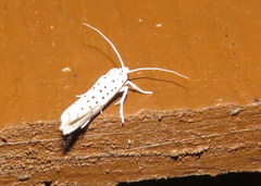Yponomeuta multipunctella