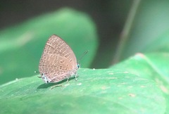 Arhopala pseudomuta
