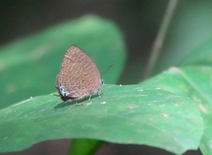 Arhopala pseudomuta