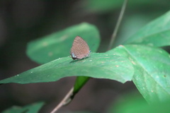 Arhopala pseudomuta