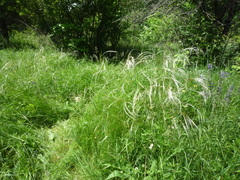 Stipa pennata