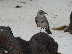 Mimus parvulus