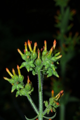 Kalanchoe lanceolata