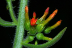 Kalanchoe lanceolata