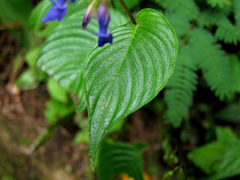 Rhynchoglossum