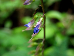Rhynchoglossum