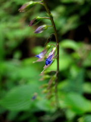 Rhynchoglossum