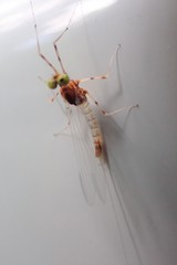 Maccaffertium terminatum